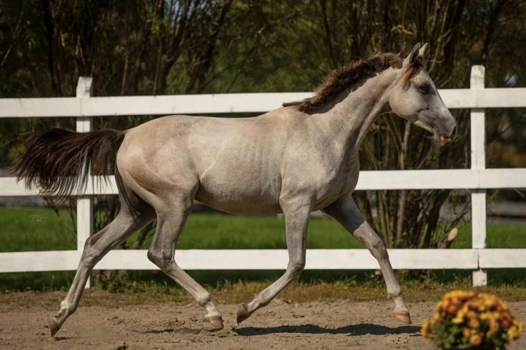 Colorview Hill yearling