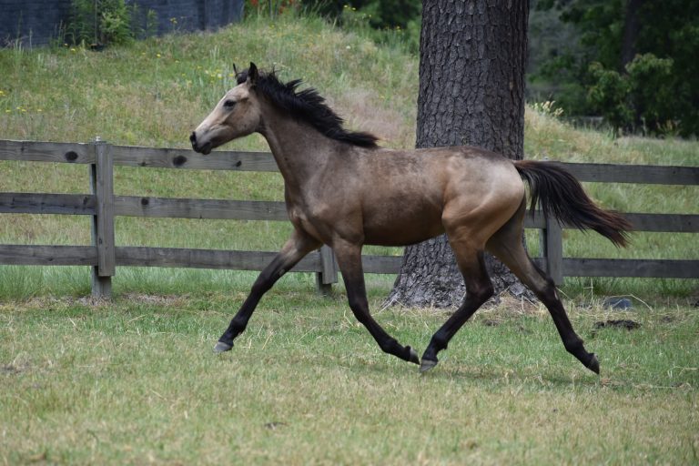 E powers filly yearling 2