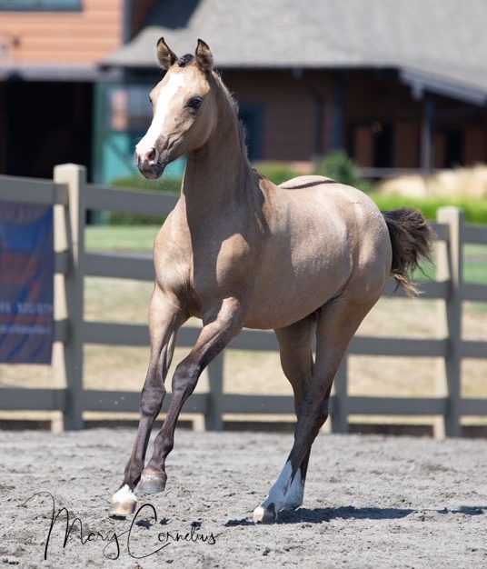 Marla Eden filly