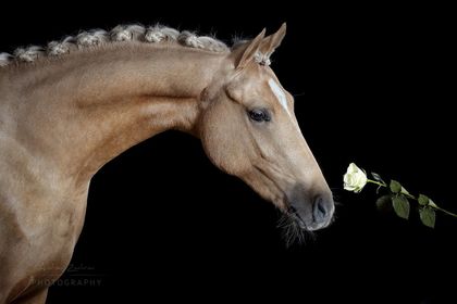 Milky Chance rose