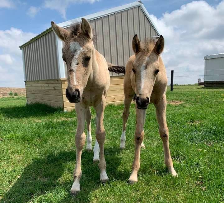 Quandahl colt on right