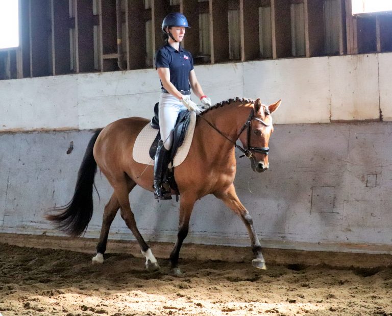 Legs trot under saddle